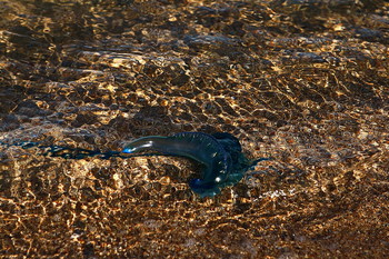 чудо- юдо морское / [img]https://c.radikal.ru/c22/1912/78/3be2c9c5b83c.jpg[/img]

[img]https://c.radikal.ru/c27/1912/e4/9d4fab9790c0.jpg[/img]

[img]https://a.radikal.ru/a25/1912/c4/74247021ed21.jpg[/img]