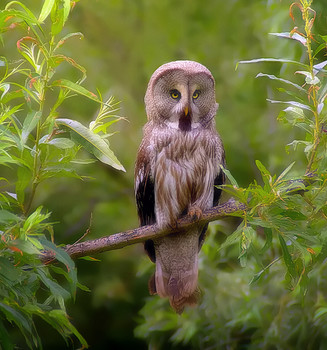 Зоркий взгляд... / и днем не спит
