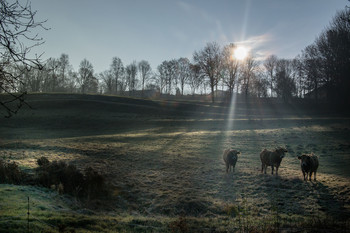 &nbsp; / Коровы согреваются