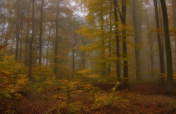 Осень туманная / Лесной осенний пейзаж
