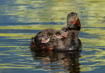 Семейное фото / Черношейные поганки