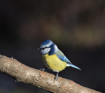 &nbsp; / зима, птицы