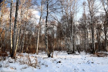 Зимой среди берёз / ...