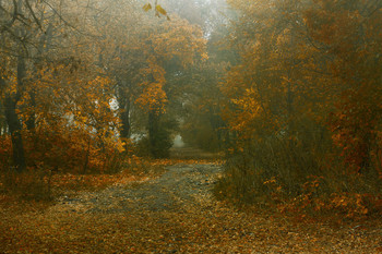 Запоздалая осень / краски осени