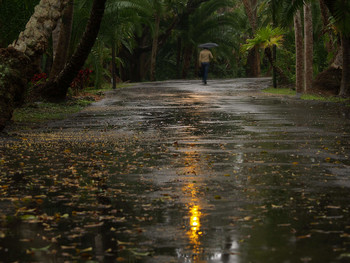 Rainman / человек, дождь, парк