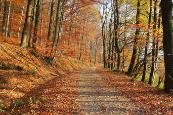 &nbsp; / Odenwald / Hessen