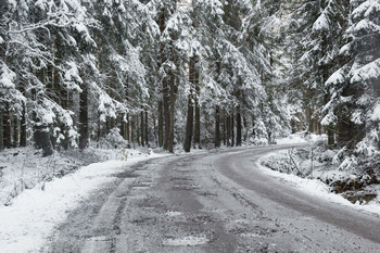 Лесная дорога / ***