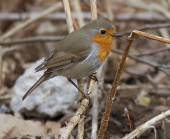 Зарянка / Зарянка