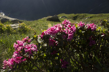 Рододендроны / Альпийские цветы-Рододендроны.