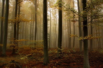 Вспоминая осень / Осенний лесной пейзаж.