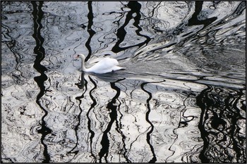 &nbsp; / swan swimming through shades on water - no filter!