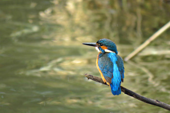 Обыкновенный зимородок (Common Kingfisher) / Обыкновенный зимородок (Common Kingfisher)