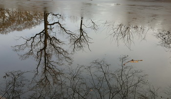 Winter reflection / декабрь 2019