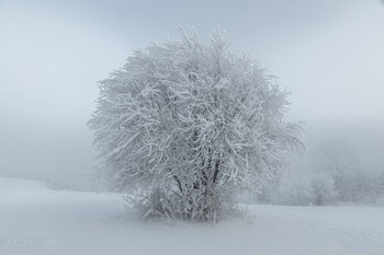 Зимушка - зима / Холодный туман