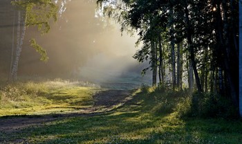 Свет и тени............... / Петербург. Парголово. Июль