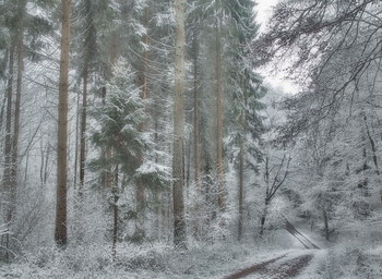 Потерялась зима.. / Из архива ...снега захотелось. . Лесной зимний пейзаж.