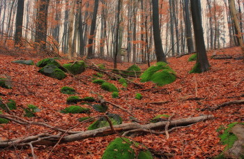  / Natur