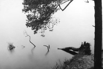 Берег, дождь и две сосны. / Дождливый декабрь.