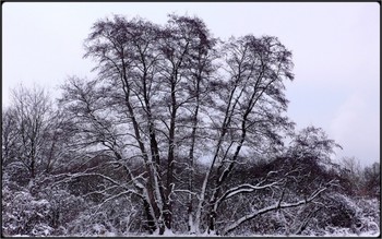 &nbsp; / at evening - trees and meadiow in snow and frost