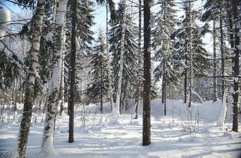 Зимний лес / ...