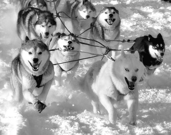 Линейная гонка на собачьих упряжках / В Иркутске от ледокола «Ангара» в сторону Байкала проходила Международная линейная гонка на собачьих упряжках «Baikal Race-2018». ». Участники проходят дистанцию в 56 км, а отдельные бегут 155 км.