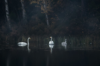 &nbsp; / I drove by this little tarn in the forest and saw the bright white swans that contrasted with the dark autumn background.