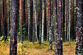 Осенний дождь / Ленинградская область