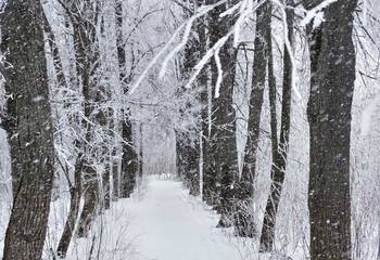 Заснежило / Заснежило в старом парке