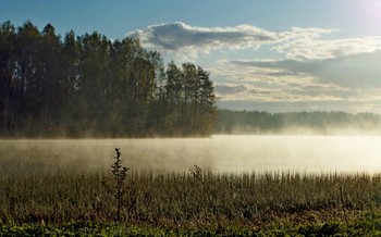 Утром туманным..... / Петербург. Осиновая Роща. Май