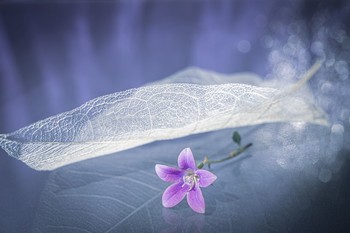 зимние сны.... / 2020