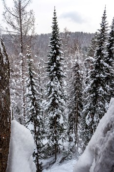 Стройные ели. / Национальный парк &quot;Красноярские столбы&quot;