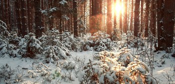 ЗИМНИЙ ЛЕС / ...
Мне в лесу так дышится легко,
И кружатся мысли, как снежинки.
Оседая в сердце глубоко,
Из стихов сплетая паутинки.

Нагуляюсь дОсыта в лесу,
Надышусь, нарадуюсь сегодня.
И домой с собою унесу
Этот чистый воздух новогодний.