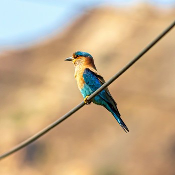Сизоворонка / Coracias garrulus