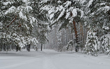 &nbsp; / Сузунский лес