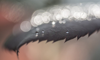 &nbsp; / Rain droplets upon a leaf in my garden