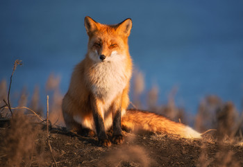 Лиски Приморья. / Продолжение фотоистории одной осенней прогулки.

Приморский край, остров Русский, ноябрь 2019 г. Nikon D800 + Nikkor 70-300 mm VR + Nikkor 50mm F1.4.