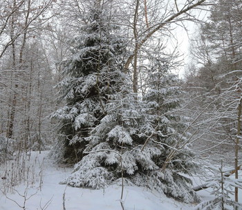 Зимний лес / Зимний лес