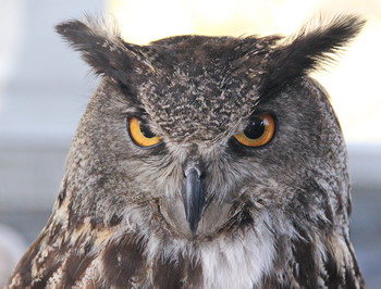 &nbsp; / Серьёзный