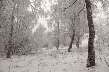Белый день / Перелесок берёзовый после снегопада