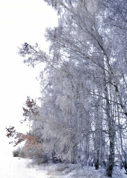 Зимняя сказка / Зимняя сказка