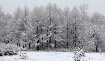 Зимняя сказка / Природа в объятиях зимы!