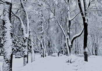 Заснеженная аллея / &quot;Выпал снег...
И в мире — колдовство!
Прохожих завораживает снежность…
Деревья в серебре
Склонились в реверансе.&quot;