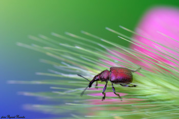 Little weevil / Weevil (Rhynchites bacchus). 
Thanks for your visit, likes and comments