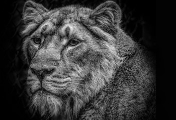 &nbsp; / Female lion Bristol Zoo, natural light