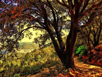  / camí a Puigcerver (ermita) - Baix Camp