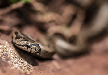 &nbsp; / Shot of a wild snake at the Catalan Pyrenees.
Find more photos at MY WEBSITE, CLICKASNAP and at TWITTER