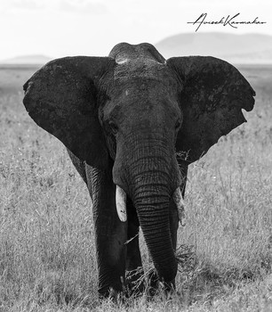 &nbsp; / African Bush Elephant in B&amp;W 
Photo taken in Serengeti National Park, Tanzania , 2020