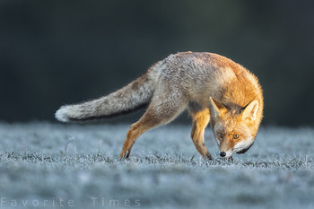 &nbsp; / ....Fuchs in der aufgehenden Sonne