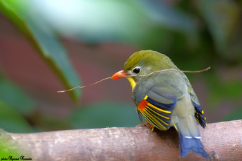 &nbsp; / The red-billed leiothrix (Leiothrix lutea).