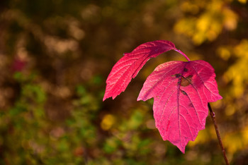 &nbsp; / Die Farbe rot kommt in der herbstlichen Zeit nur selten vor, deswegen galt sie meinem Augenmerk